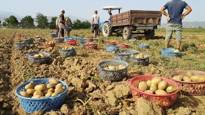 Hem Farelerle, Hemde Sıcak Havayla Mücadele Ediyorlar