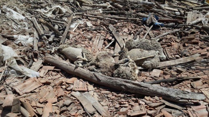 Demirci’de Koyun Ahırının Çatısı Çöktü 56 Hayvan Telef Oldu
