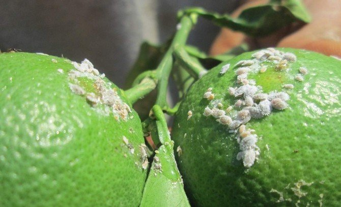 Aydın’da Turunçgil Unlu Bitine Karşı Biyolojik Mücadele Başladı