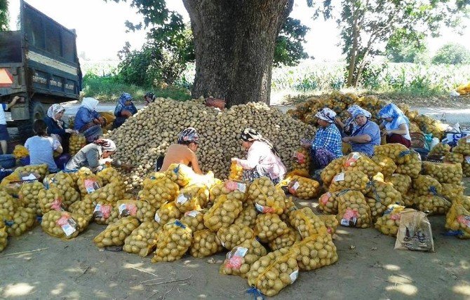 Patates Üreticilerine Bir Destekte Narlıdere Belediyesi’nden