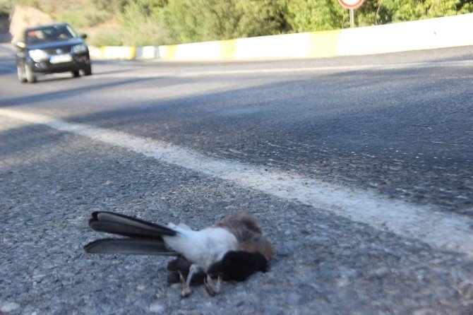 Çöl Sıcakları Yaban Hayatını Da Olumsuz Etkiledi