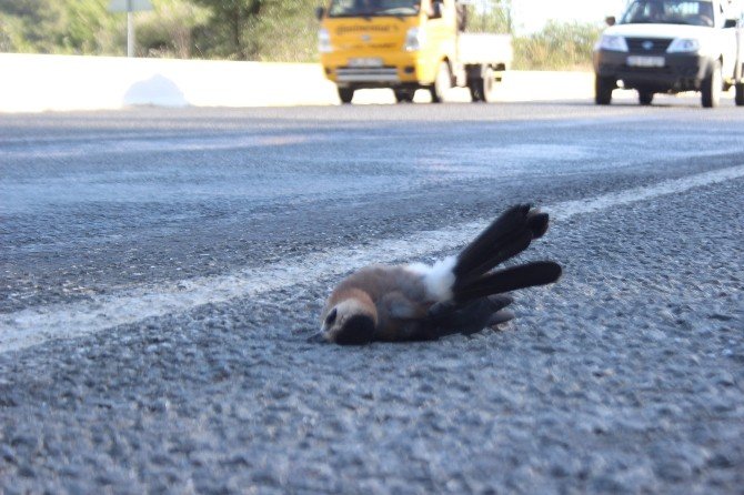 Çöl Sıcakları Yaban Hayatını Da Olumsuz Etkiledi