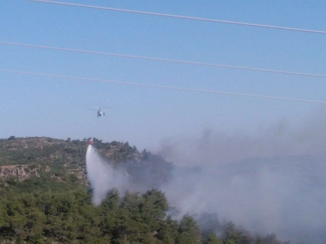 Akhisar’da 150 Dönüm Çam Ormanı Kül Oldu