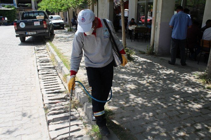 Pamukkale’de Haşere Mücadelesi