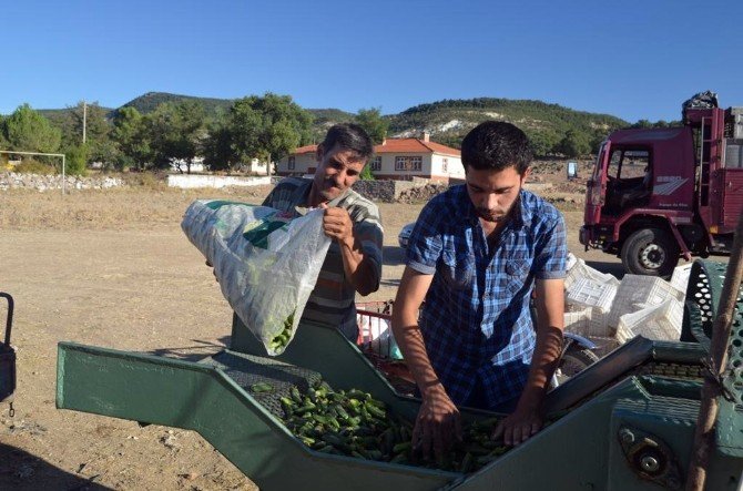 Selendi’nin Yeşil Altını: ’Kornişon’