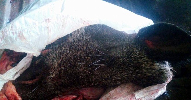 Aydın’da 450 Kilo Kaçak Domuz Eti Yakalandı