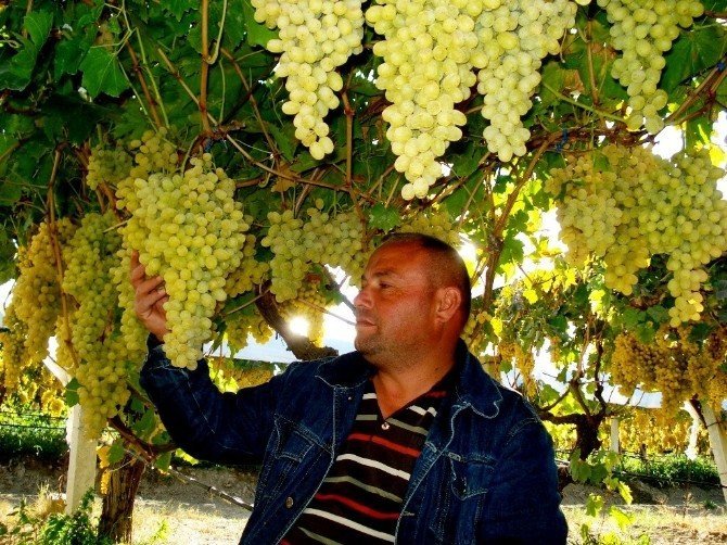 Bu Üzüm Salkımları Başka