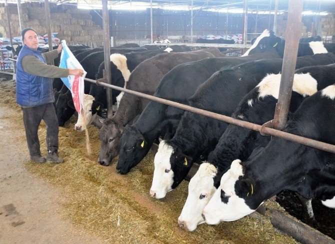Yemin Fiyatı 53 Tl’ye Çıktı, Süt Üreticisi Kara Kara Düşünmeye Başladı