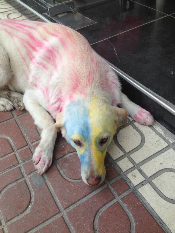 Köpekleri Tuttuğu Takımın Rengine Boyadı