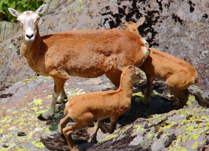Anadolu Yaban Koyunu Yavruları Hayata Merhaba Dedi