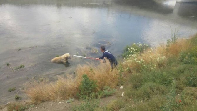 Kanala Düşen Köpeği İtfaiye Kurtardı