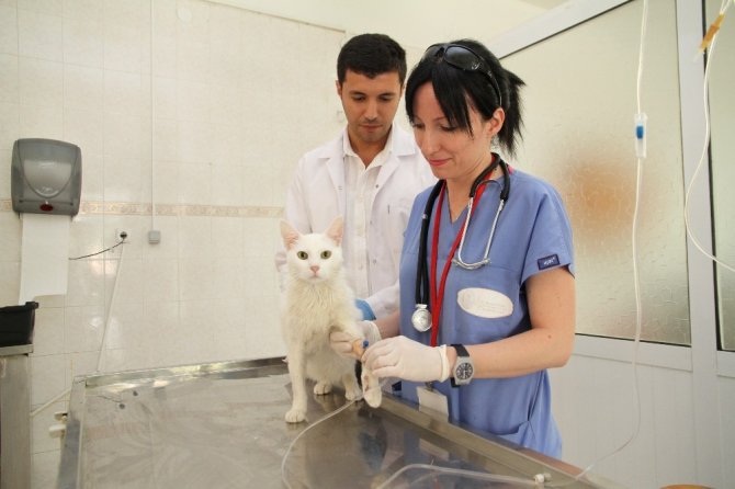 Adü Veteriner Fakültesi Hastanesi Yılda 4 Bin Hastaya Bakıyor