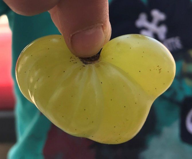 Yediz Ve Dördüz Üzüm Tanesi Görenleri Şaşırttı