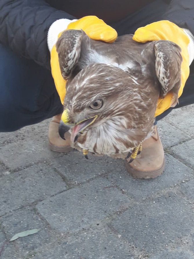 Tavuk Katili Şahin Yakayı Ele Verdi