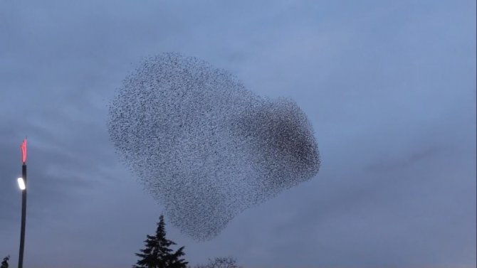 Uşak’ta Sığırcık Kuşlarından Gökyüzü Gösterisi