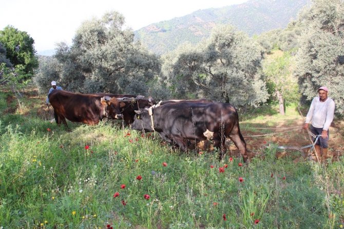 Aydın’da Çiftçiler Karasabandan Vazgeçemiyor