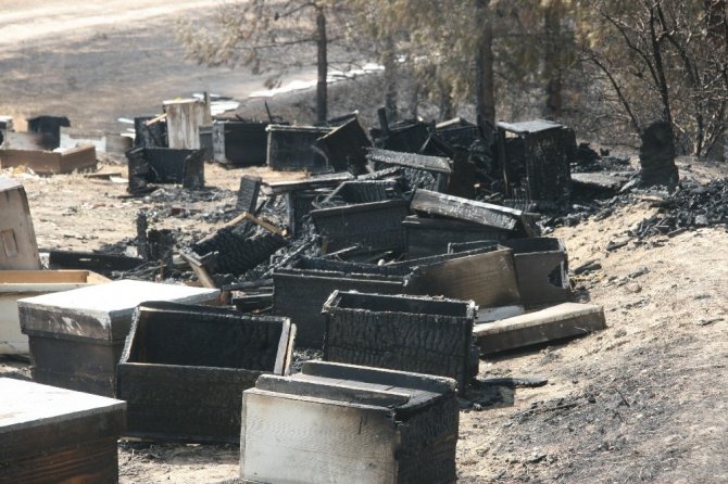 İçler Acısı Manzara Orman Yangını Söndürülünce Ortaya Çıktı