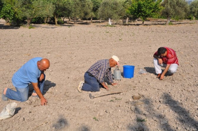Kavun Tohumu Toprakla Buluştu