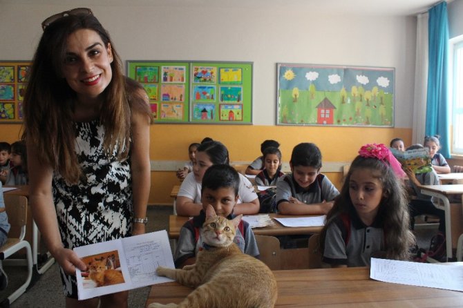 Fenomen Kedi Tombi’nin Dersleri ’Pekiyi’