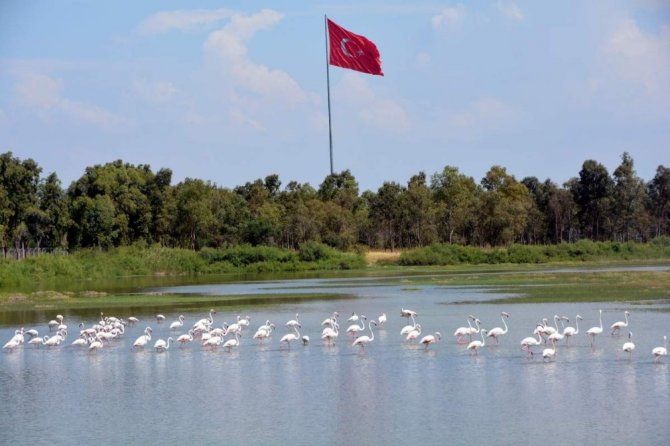Aliağa Kuş Cennetini Flamingolar Renklendiriyor