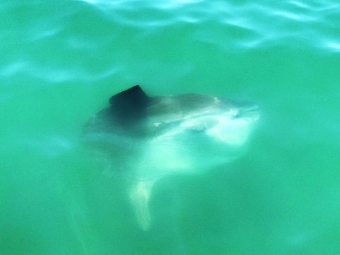 Fethiye’de ’Ay Balığı’ Görenleri Şaşırttı