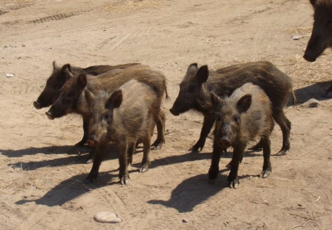 Bozdoğan’da Zirai Amaçlı Domuz Avı Yarın Başlıyor