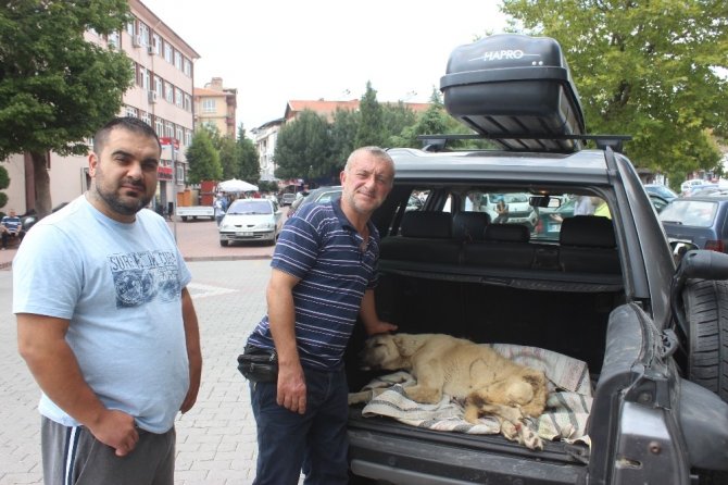 Boz Ayının Saldırısına Uğrayan Köpek Bursa’ya Götürüldü