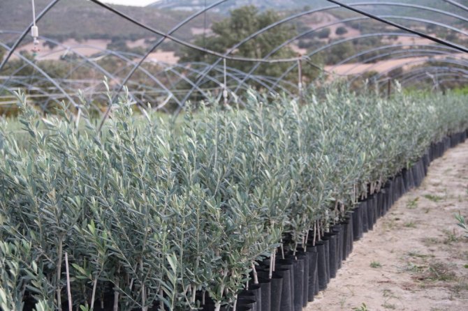 Manisa’da Arbequina Çeşidi Zeytin Fidanına İlgi Artıyor