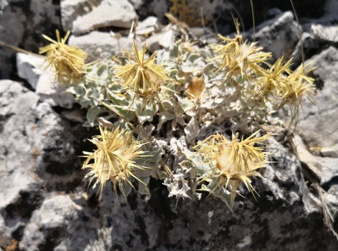 Akdeniz’e Özgü Yerel Bir Endemik Bitki Türü Keşfedildi