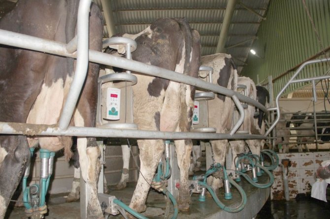 Afyonkarahisar’da Avrupa Standartlarında Süt Üretiliyor