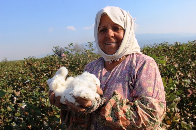 Pamukta Millileşmek İçin Elle Hasada Devam Ediliyor