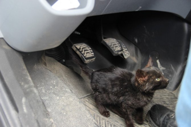 Cenaze Aracına Sığınan Yavru Kedi, Donmaktan Kurtarıldı