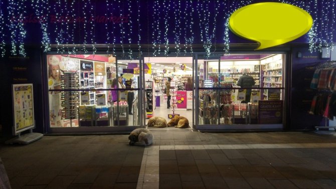 Sokak Köpekleri Isınmak İçin Dükkan Kapısını Mesken Tuttu