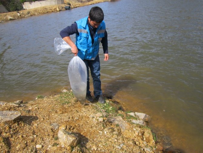 Göletlere 7 Bin Adet Pullu Sazan Balığı Yavrusu Bırakıldı