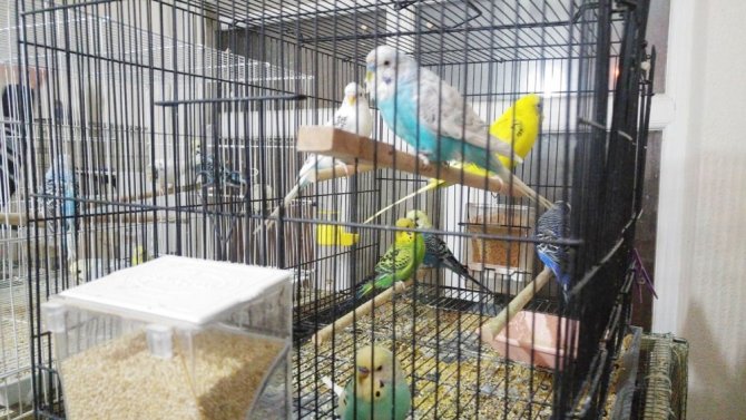 Bu Kuşlar ’Türkü’ Dinleyerek Büyüyor