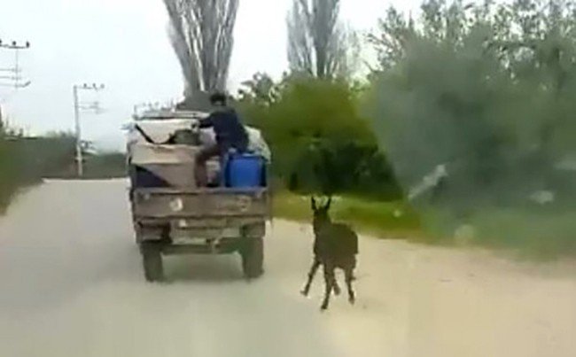 Kötü Muameleye Maruz Kalan Eşeği Jandarma Buldu