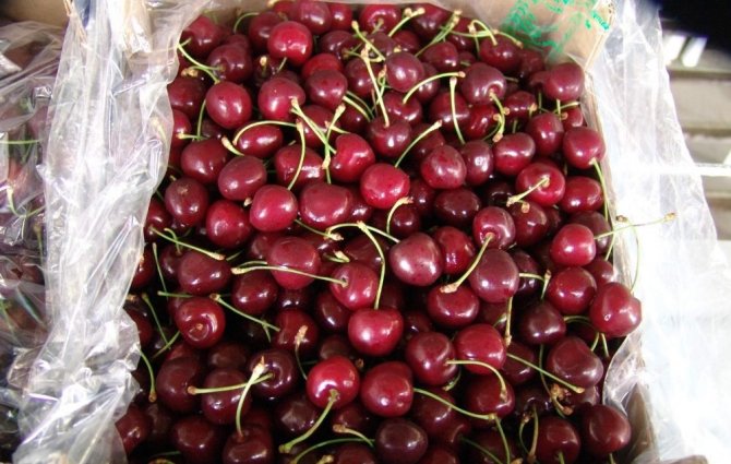 Türkiye 52 Ülkeye Kiraz İhraç Etti