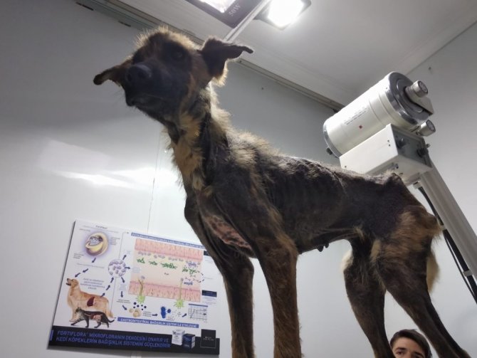 450 Kilometre Yol Gelip, İki Köpeği Ölmek Üzereyken Kurtardılar