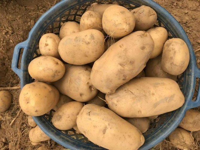 Patateste Maliyetlerin Yüzde 200 Artması Ekim Alanlarını Vurdu, Fiyatı Yükseltti