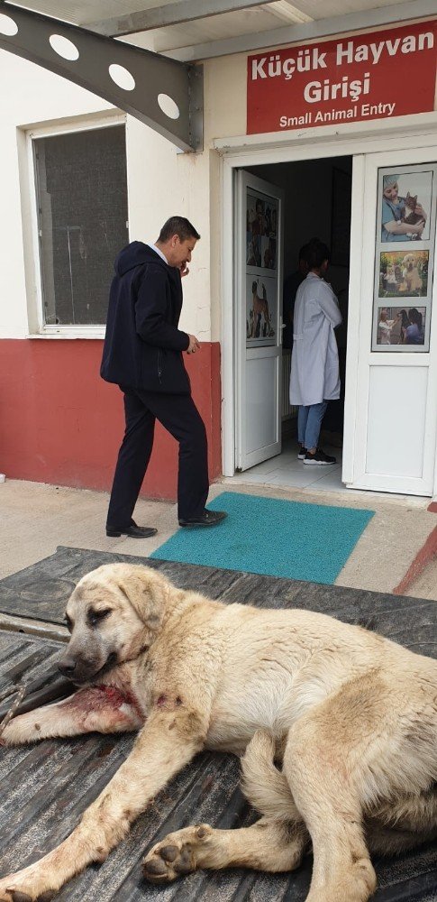 Otomobilin Çarptığı Köpeğe Zabıta Ekipleri Sahip Çıktı