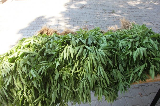 Sera İçinde Damlama Sulamayla Hint Keneviri Yetiştirmiş