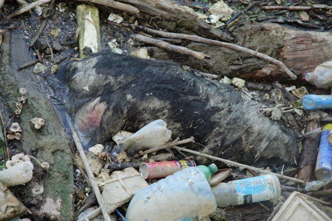 Büyük Menderes Nehri’nde Hayvan Leşleri Tehlike Saçıyor