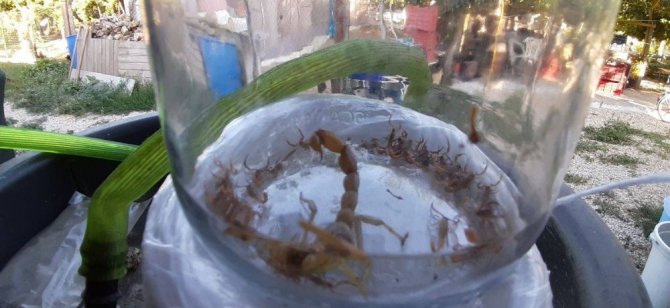 Aydın’da Bir Akrep 37 Yavru Doğurdu