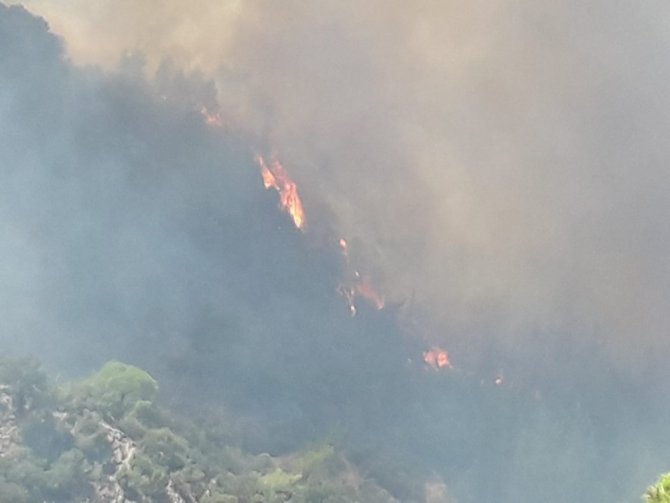 Milas’taki Orman Yangını Tarım Arazilerine Sıçradı