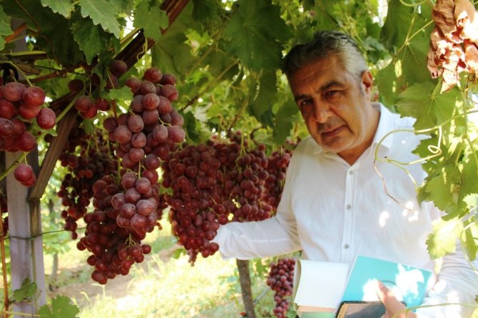 Alaşehir’de 300 Üretici İyi Tarım Uygulamaları Yapıyor