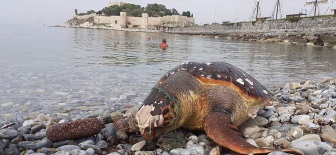 3 Deniz Kaplumbağası Ölü Olarak Bulundu