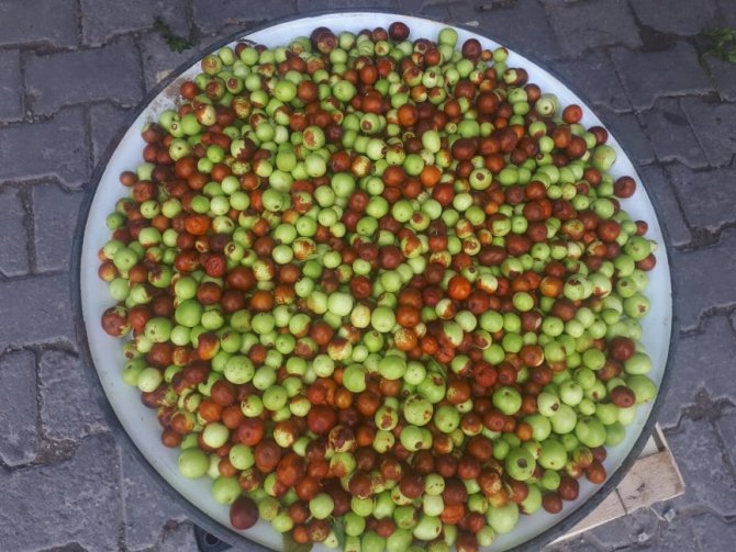 Akdağ’da Doğal Ortamda Yetişen Hünnap’a İlgi