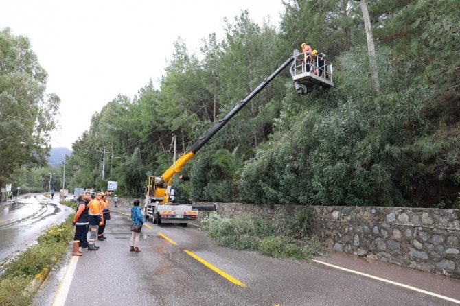 Ağaçlara Güvenlik Budaması