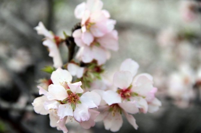 Datça Badem Çiçeği Festivali Sona Erdi