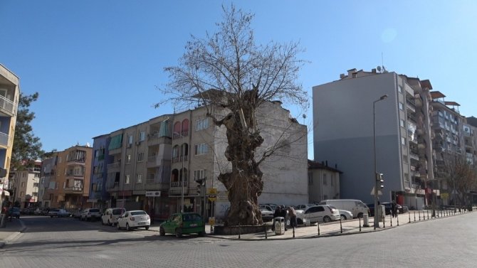 2 Asrı Geride Bıraktı Halen Ayakta